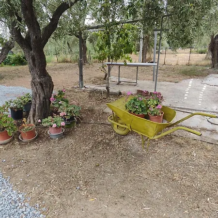 Koula 2-petros Potos